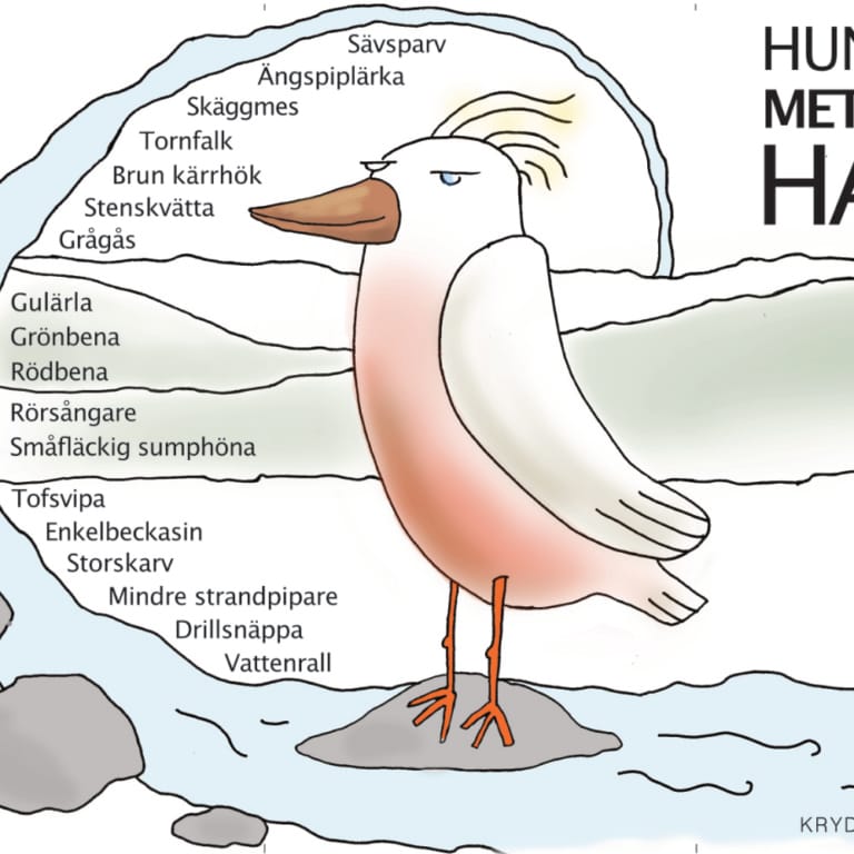Hundraen meter över havet