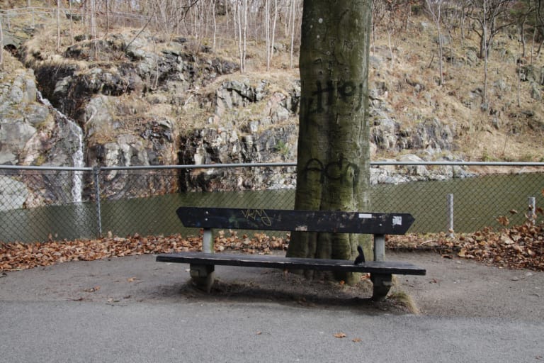 In Memory of the Great White Pelican