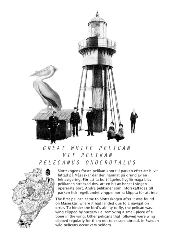 In Memory of the Great White Pelican